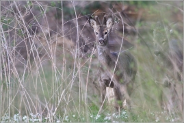 <p>SRNEC OBECNÝ (Capreolus capreolus) /European roe deer - Reh/</p>